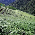 【台北旅遊】石碇老街、坪林茶業博物館、千島湖-茶葉文化一日遊