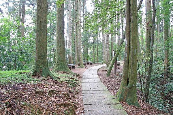 【桃園旅遊】東眼山森林遊樂區-夏日消暑山林避世小旅遊