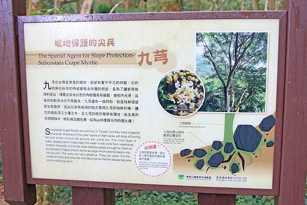 【桃園旅遊】東眼山森林遊樂區-夏日消暑山林避世小旅遊