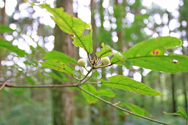 【桃園旅遊】東眼山森林遊樂區-夏日消暑山林避世小旅遊