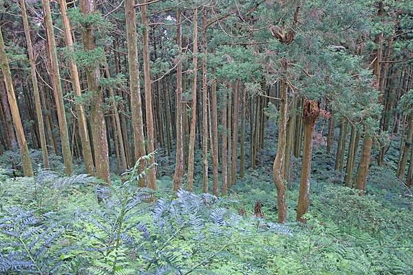 【桃園旅遊】東眼山森林遊樂區-夏日消暑山林避世小旅遊