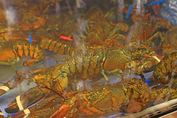 【板橋餐廳】Chatting愜庭洋廚-都市裡的戶外景觀餐廳