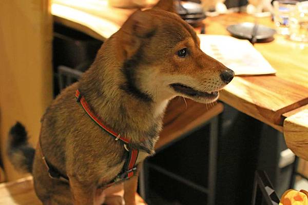 【板橋餐廳】Chatting愜庭洋廚-都市裡的戶外景觀餐廳