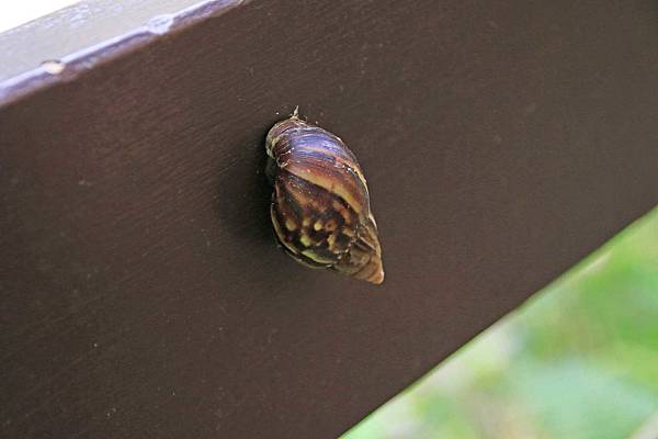 【花蓮旅遊】砂卡礑步道-美麗河川與風景山秀步道