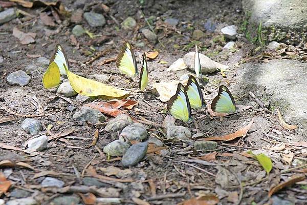 【花蓮旅遊】砂卡礑步道-美麗河川與風景山秀步道