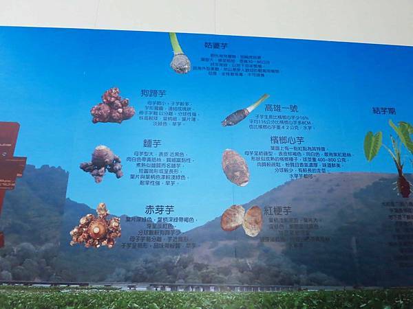 【台中旅遊】阿聰師芋頭文化館-芋頭酥DIY觀光工廠