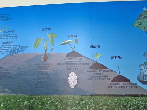 【台中旅遊】阿聰師芋頭文化館-芋頭酥DIY觀光工廠