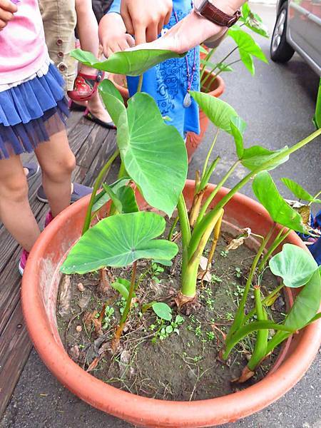 【台中旅遊】阿聰師芋頭文化館-芋頭酥DIY觀光工廠