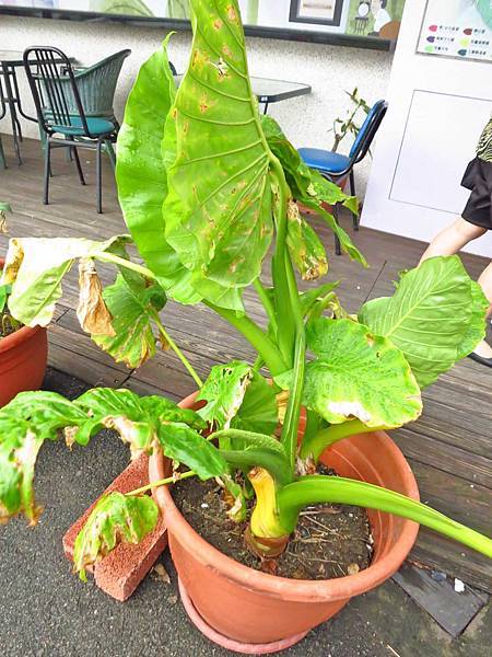 【台中旅遊】阿聰師芋頭文化館-芋頭酥DIY觀光工廠