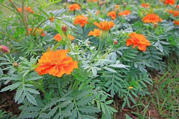 【台北旅遊】2016士林官邸菊展-美麗的菊花展