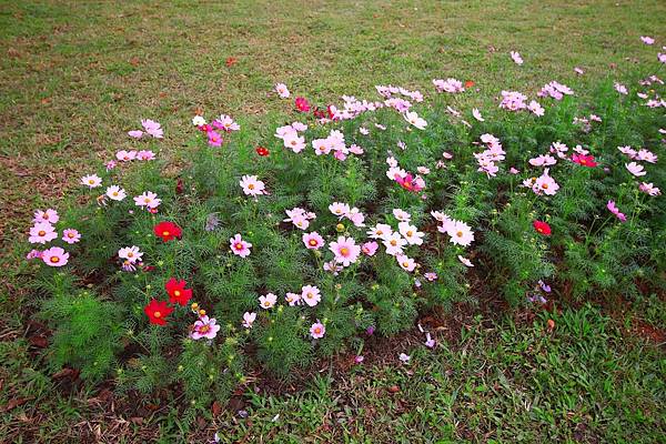 【台北旅遊】2016士林官邸菊展-美麗的菊花展