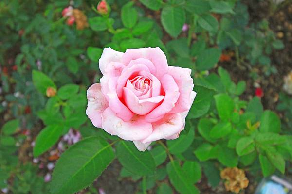 【台北旅遊】2016士林官邸菊展-美麗的菊花展