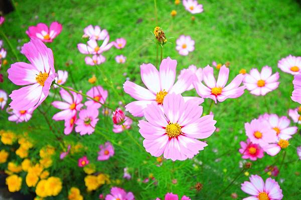 【台北旅遊】2016士林官邸菊展-美麗的菊花展