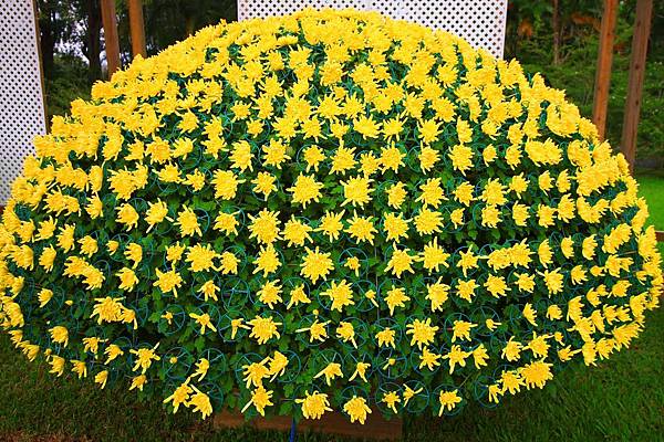 【台北旅遊】2016士林官邸菊展-美麗的菊花展