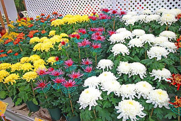 【台北旅遊】2016士林官邸菊展-美麗的菊花展