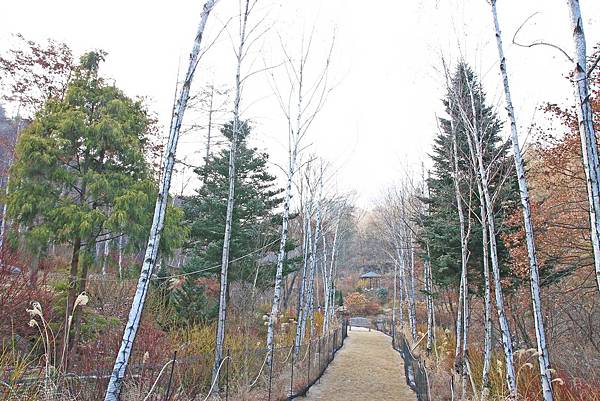 【韓國旅遊】晨靜樹木園-美麗花朵覆蓋的美麗庭園-附交通方式及班次