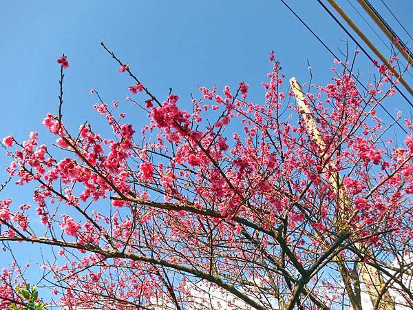 【台北旅遊】2017陽明山平菁街42巷櫻花盛開