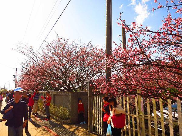 【台北旅遊】2017陽明山平菁街42巷櫻花盛開