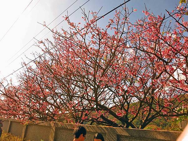 【台北旅遊】2017陽明山平菁街42巷櫻花盛開