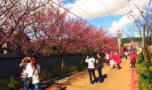 【台北旅遊】2017陽明山平菁街42巷櫻花盛開