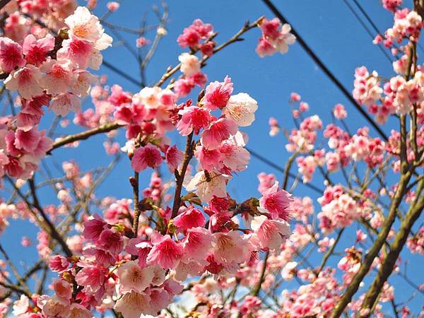 【台北旅遊】2017陽明山平菁街42巷櫻花盛開