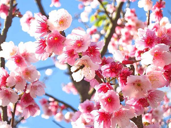 【台北旅遊】2017陽明山平菁街42巷櫻花盛開