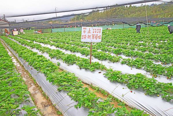 【新竹旅遊】2017長鑫莓果農園-採草莓季來囉! 【新竹旅遊】2017長鑫莓果農園-採草莓季來囉!
