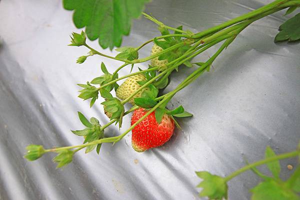 【新竹旅遊】2017長鑫莓果農園-採草莓季來囉! 【新竹旅遊】2017長鑫莓果農園-採草莓季來囉!