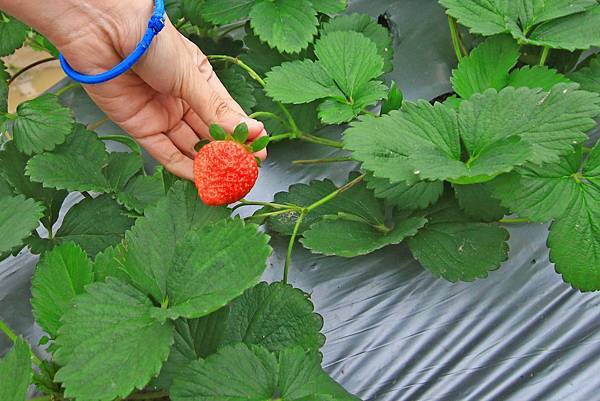 【新竹旅遊】2017長鑫莓果農園-採草莓季來囉!