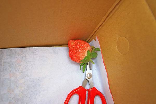 【新竹旅遊】2017長鑫莓果農園-採草莓季來囉!