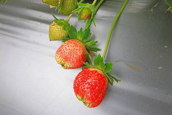 【新竹旅遊】2017長鑫莓果農園-採草莓季來囉! 【新竹旅遊】2017長鑫莓果農園-採草莓季來囉!