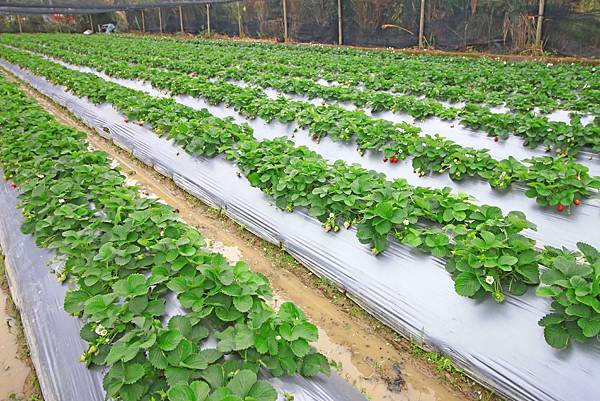 【新竹旅遊】2017長鑫莓果農園-採草莓季來囉!