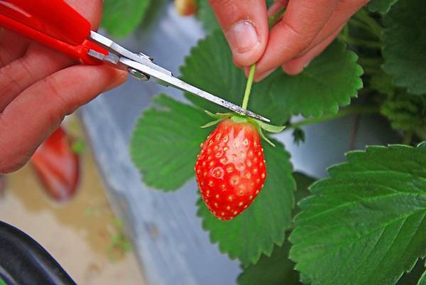 【新竹旅遊】2017長鑫莓果農園-採草莓季來囉! 【新竹旅遊】2017長鑫莓果農園-採草莓季來囉!
