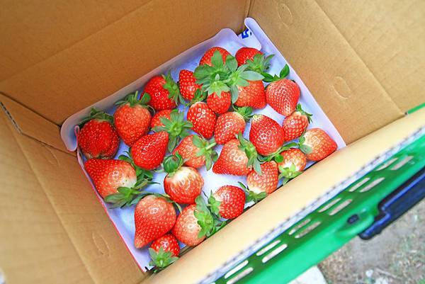 【新竹旅遊】2017長鑫莓果農園-採草莓季來囉! 【新竹旅遊】2017長鑫莓果農園-採草莓季來囉!