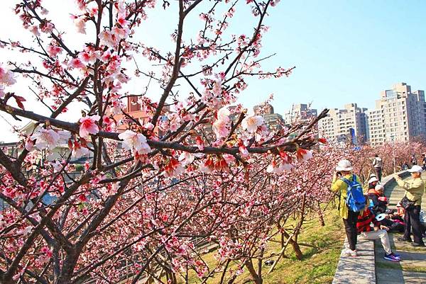 【台北旅遊】2017內湖樂活公園櫻花盛開-不用爬山也能觀賞櫻花景點-最新花況資訊