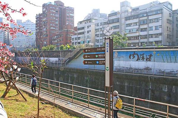 【台北旅遊】2017內湖樂活公園櫻花盛開-不用爬山也能觀賞櫻花景點-最新花況資訊