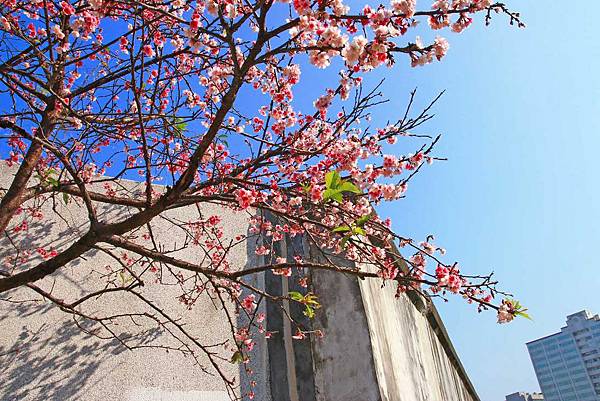 【台北旅遊】2017內湖樂活公園櫻花盛開-不用爬山也能觀賞櫻花景點-最新花況資訊