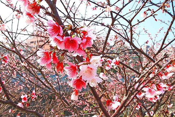 【台北旅遊】2017內湖樂活公園櫻花盛開-不用爬山也能觀賞櫻花景點-最新花況資訊