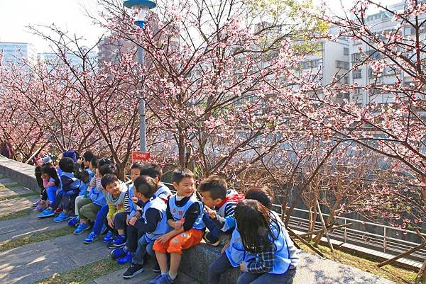 【台北旅遊】2017內湖樂活公園櫻花盛開-不用爬山也能觀賞櫻花景點-最新花況資訊【台北旅遊】2017內湖樂活公園櫻花盛開-不用爬山也能觀賞櫻花景點-最新花況資訊
