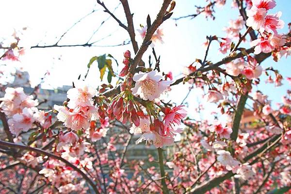 【台北旅遊】2017內湖樂活公園櫻花盛開-不用爬山也能觀賞櫻花景點-最新花況資訊