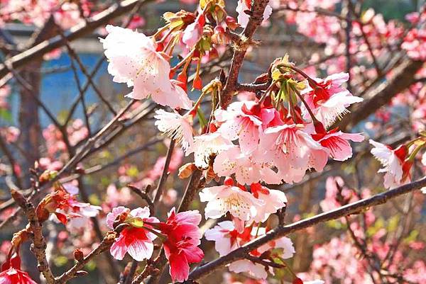【台北旅遊】2017內湖樂活公園櫻花盛開-不用爬山也能觀賞櫻花景點-最新花況資訊