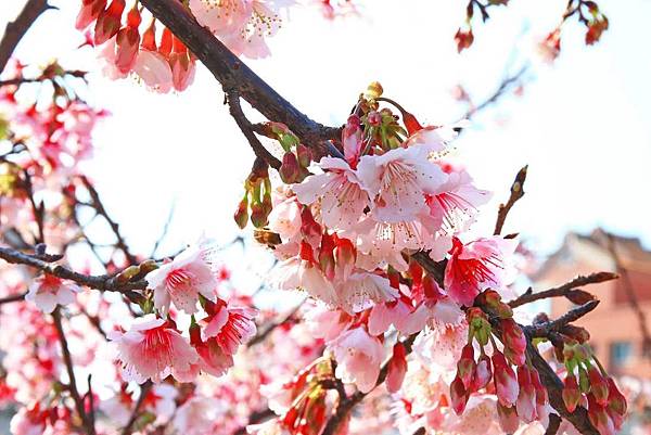 【台北旅遊】2017內湖樂活公園櫻花盛開-不用爬山也能觀賞櫻花景點-最新花況資訊