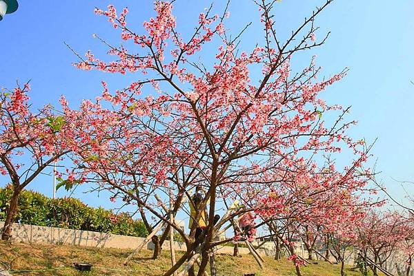 【台北旅遊】2017內湖樂活公園櫻花盛開-不用爬山也能觀賞櫻花景點-最新花況資訊