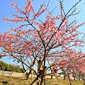 【台北旅遊】2017內湖樂活公園櫻花盛開-不用爬山也能觀賞櫻花景點-最新花況資訊