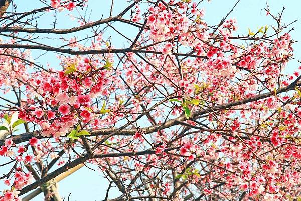 【台北旅遊】2017內湖樂活公園櫻花盛開-不用爬山也能觀賞櫻花景點-最新花況資訊