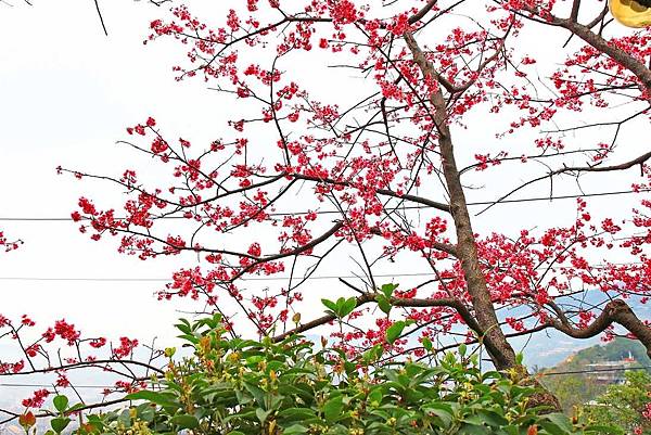 【台北櫻花】北投善光寺櫻花盛開-離市區不到五分鐘的路程就能賞櫻花
