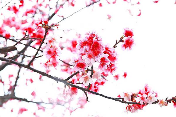 【台北櫻花】北投善光寺櫻花盛開-離市區不到五分鐘的路程就能賞櫻花