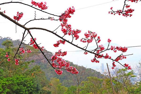 【台北櫻花】北投善光寺櫻花盛開-離市區不到五分鐘的路程就能賞櫻花