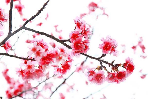 【台北櫻花】北投善光寺櫻花盛開-離市區不到五分鐘的路程就能賞櫻花