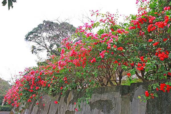 【台北櫻花】北投善光寺櫻花盛開-離市區不到五分鐘的路程就能賞櫻花